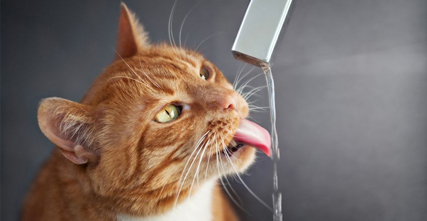 Ez történik a testeddel, ha nem iszol elég vizet