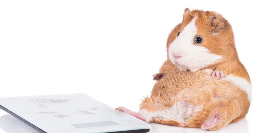 Így szabadulhatsz meg az utolsó kis feleslegtől